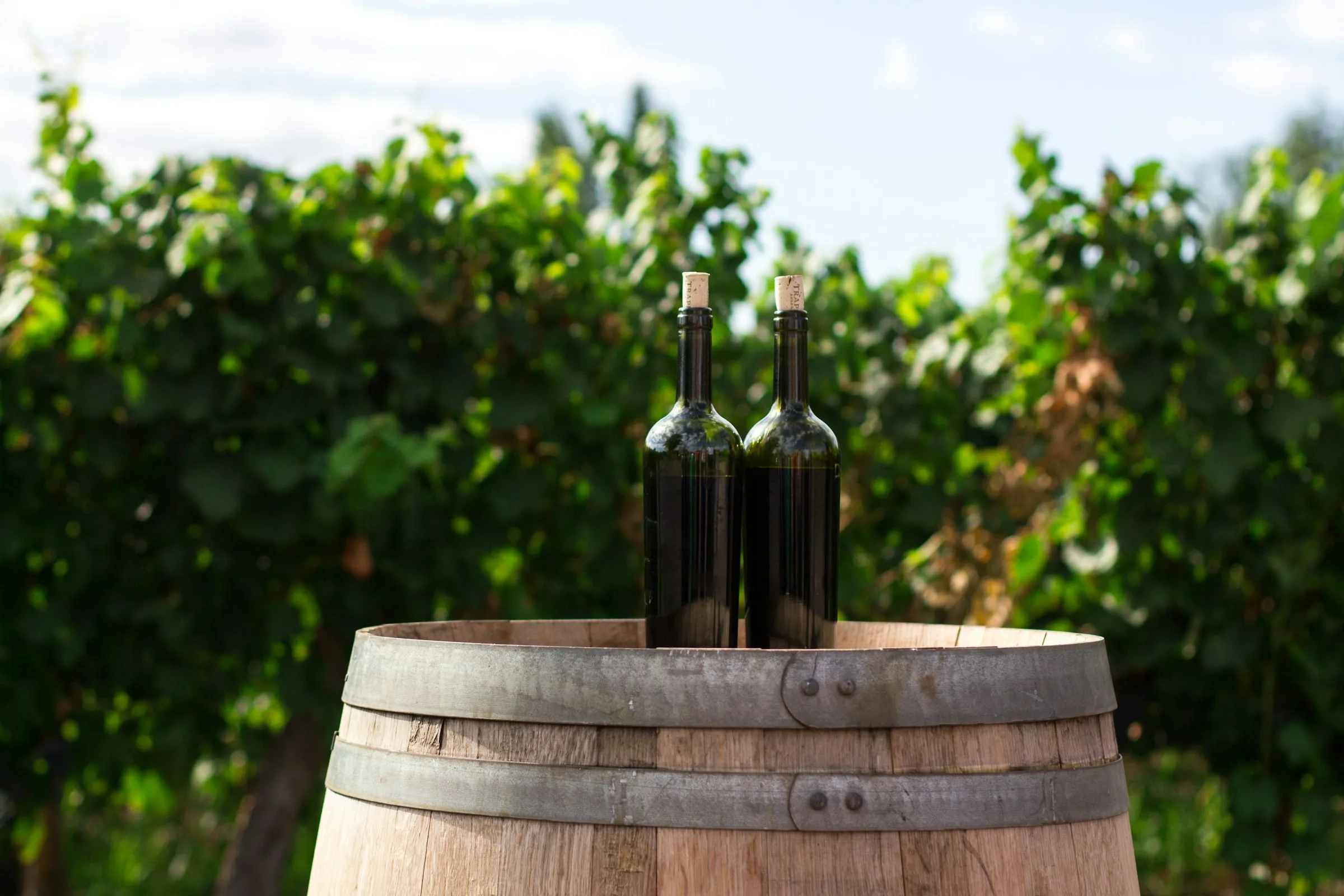 Scenic view of a vineyard wedding venue in Windsor-Essex County, showcasing lush vineyards and a picturesque backdrop for couples looking to marry in Ontario's wine country.