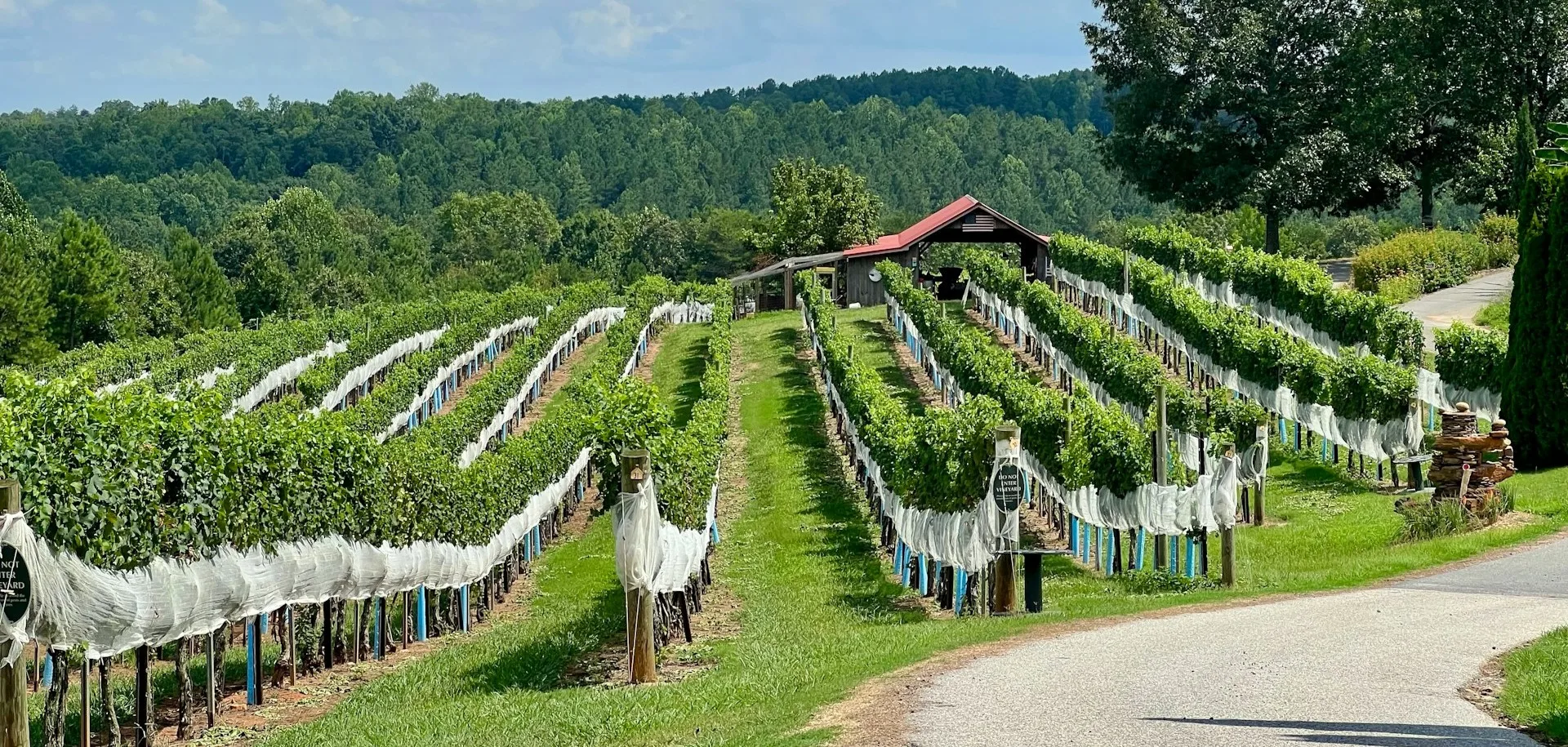 Scenic vineyard wedding venue in Niagara-on-the-Lake with rolling hills and rows of grapevines.