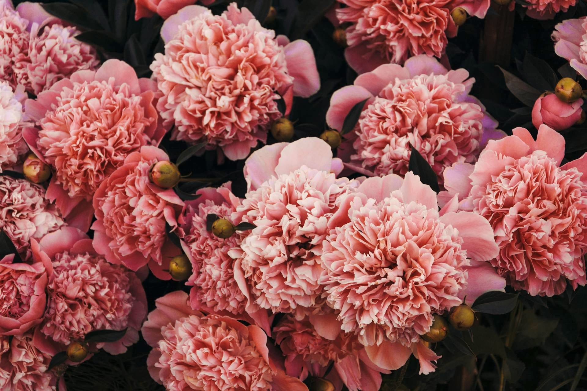 Carnations